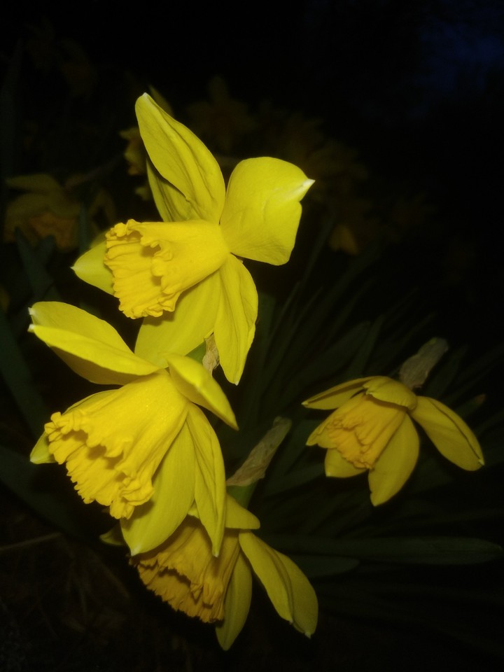 narcissus