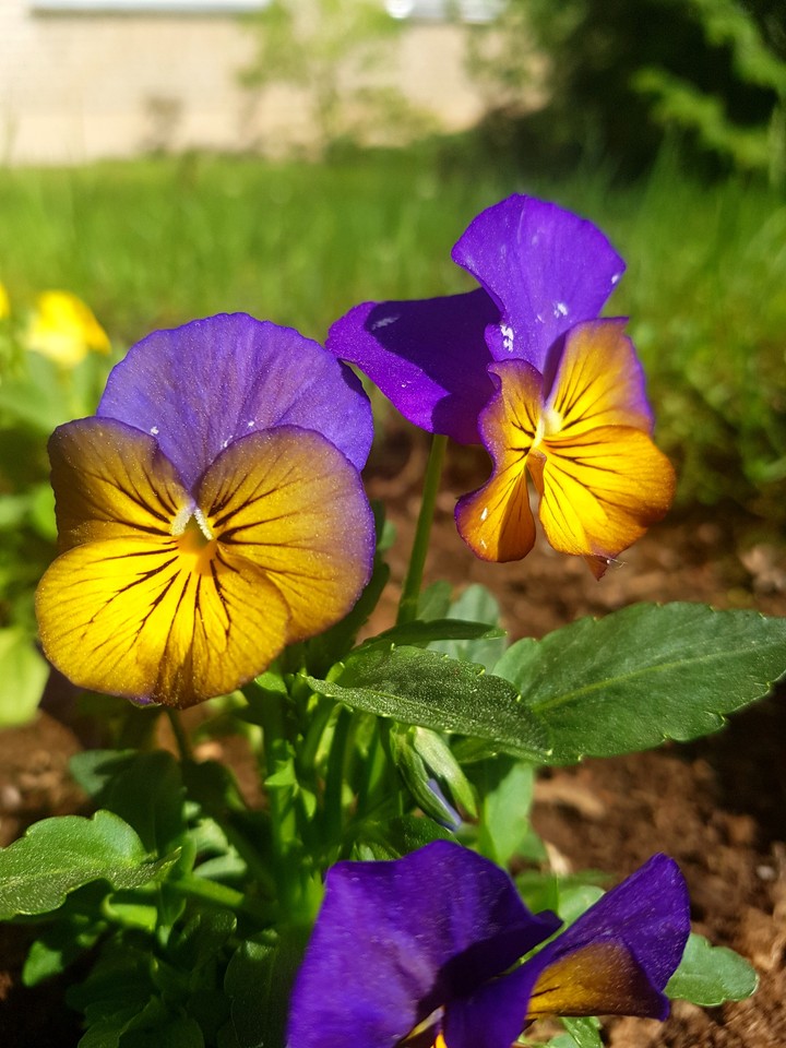 Summer flower