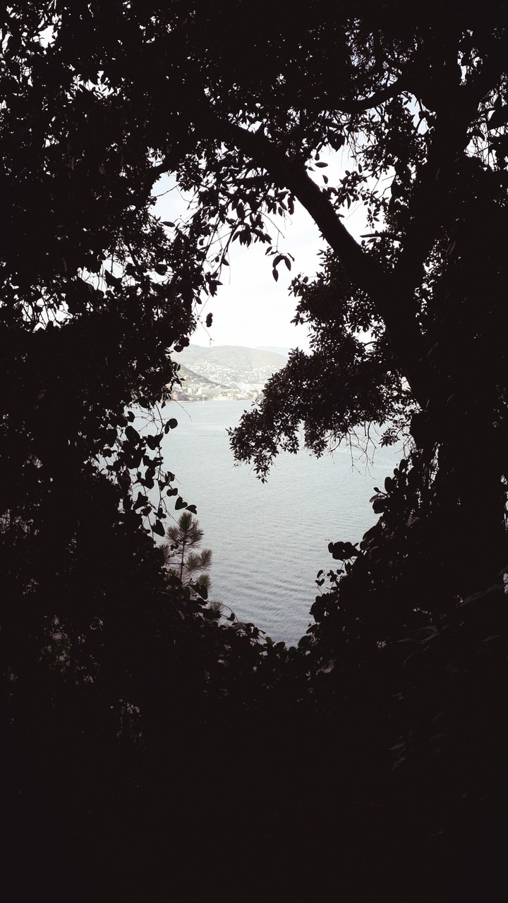 mer arbre ombre