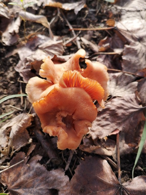 Mushroom