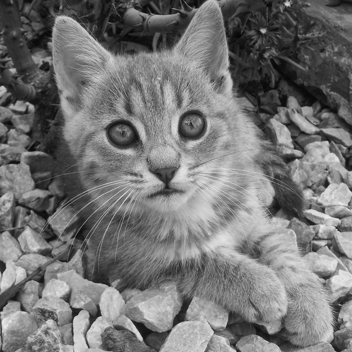 kitty cat