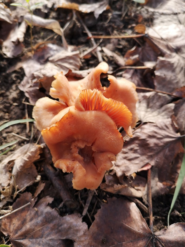 Mushroom