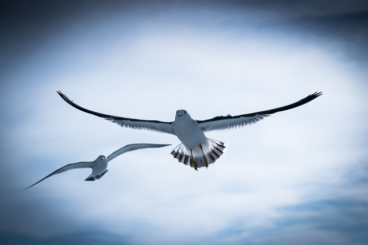 Seagull
