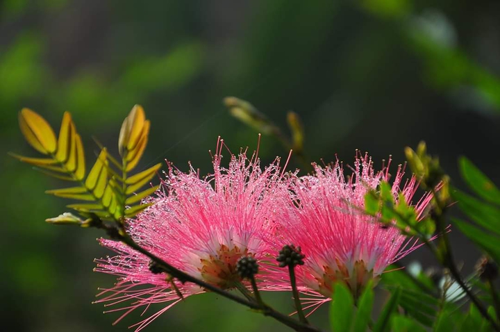 nature's magic