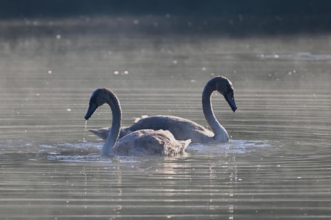sfondi lake, wild