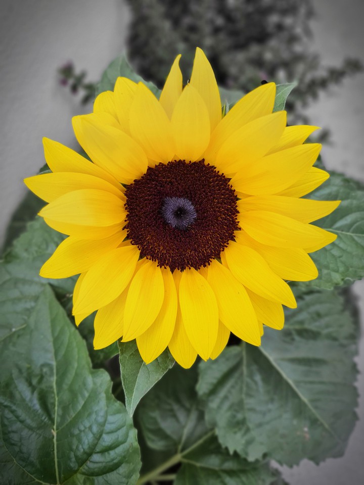 Sonnenblume