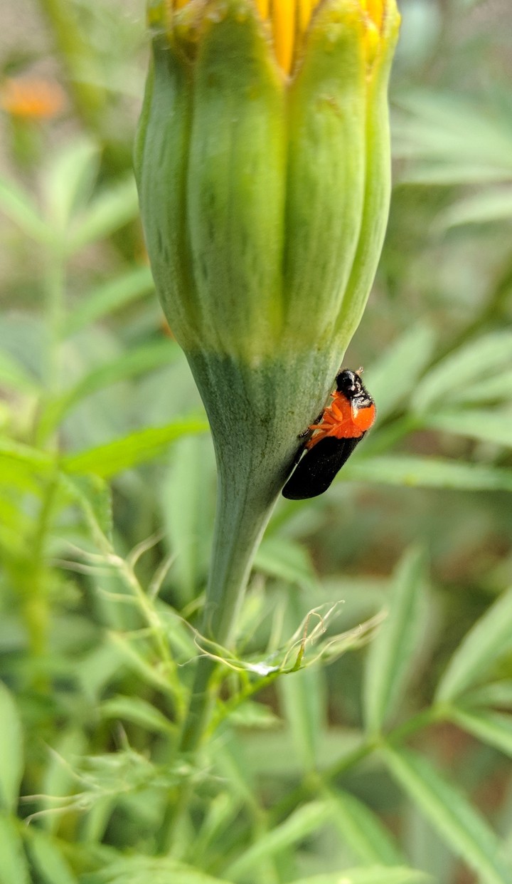 flower bud