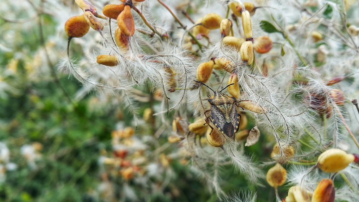 Fluffy seed