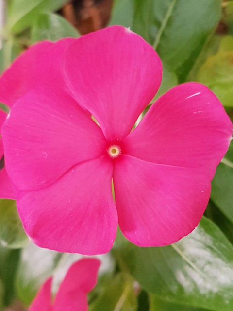 fiore