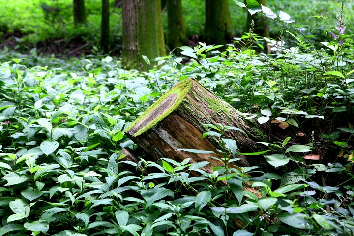 Forest