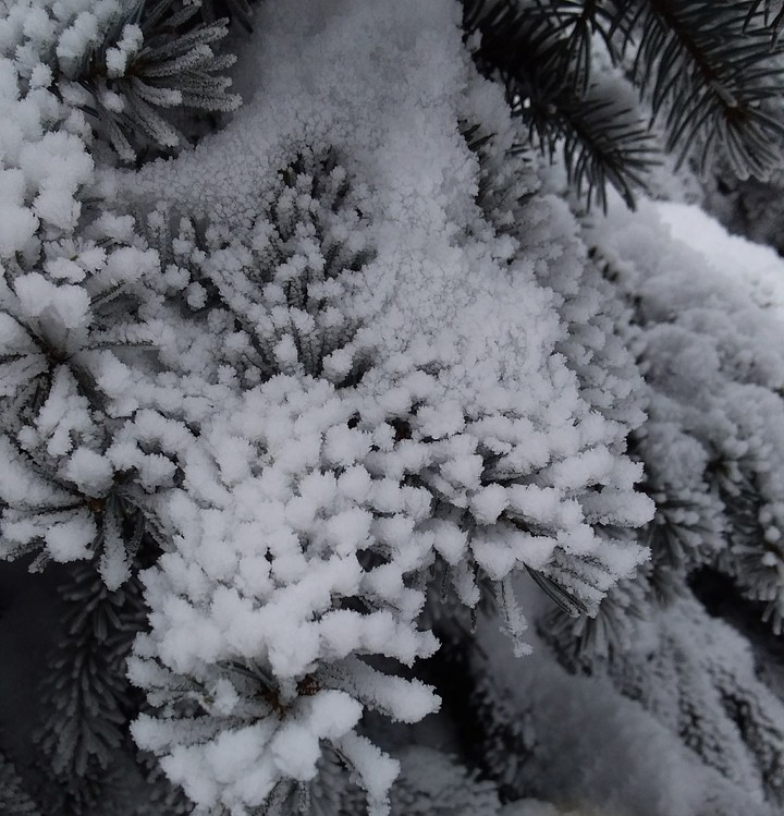 снег