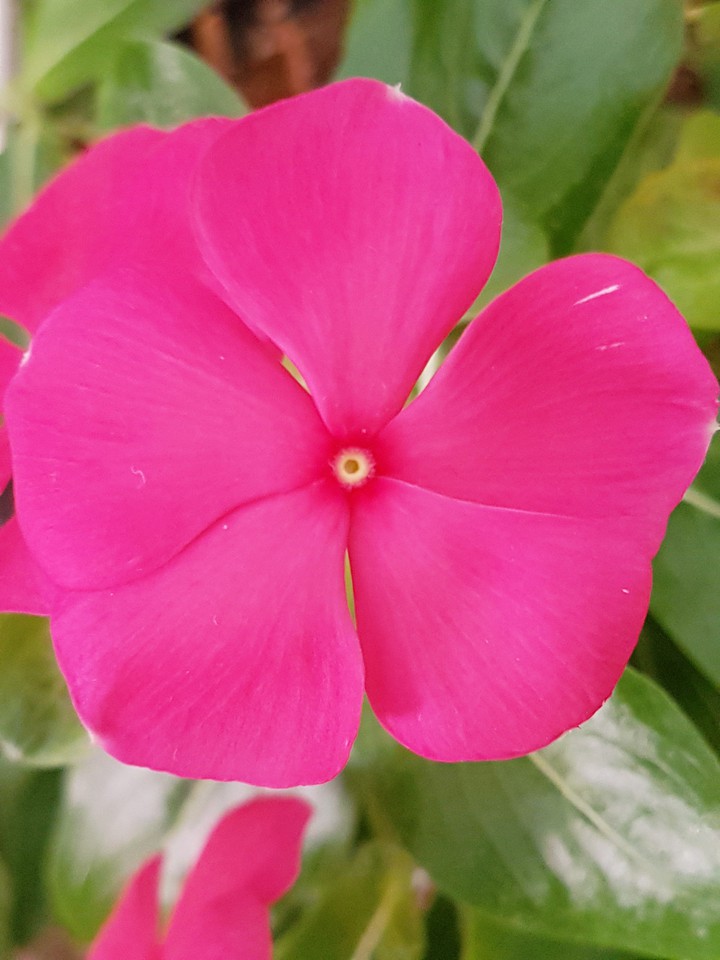 fiore