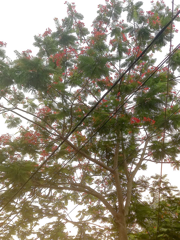 flowers