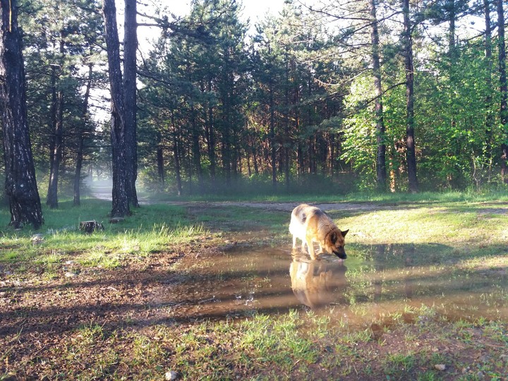 thirsty dog