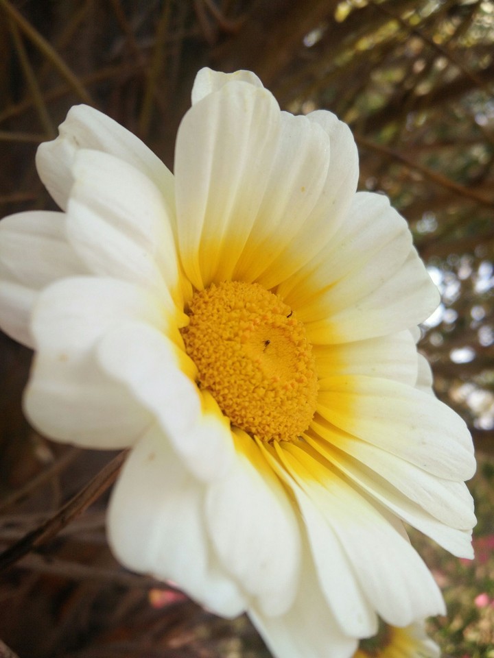 flower