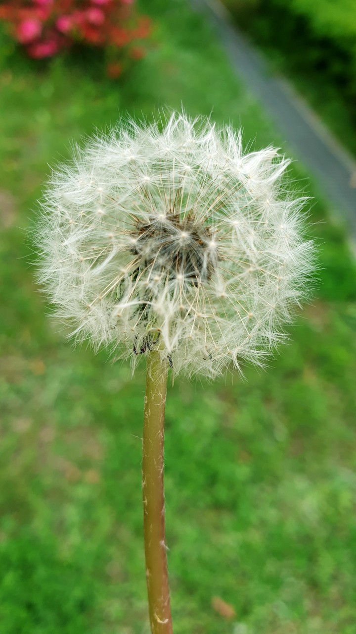 민들레