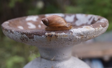 ταπετσαρίες songbirds, pottery
