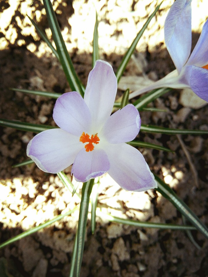 Spring is here