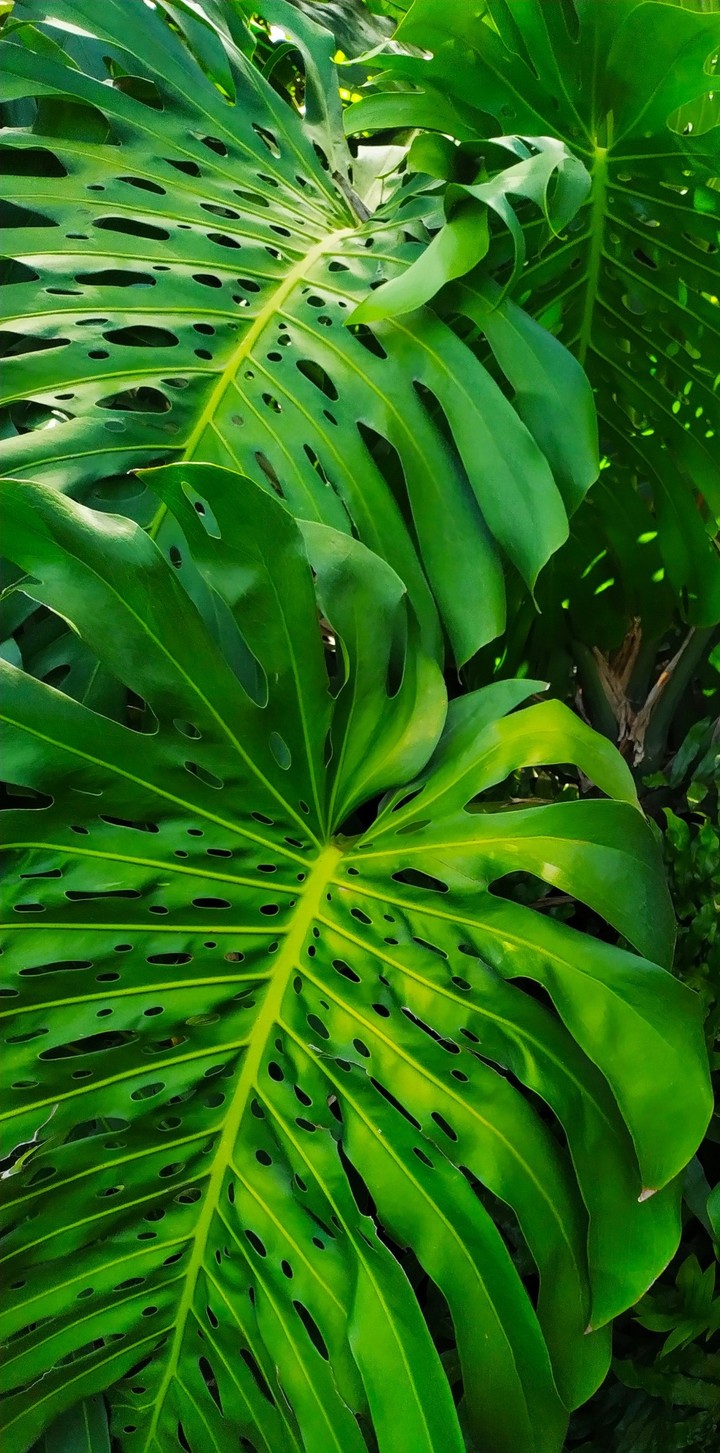 philodendron