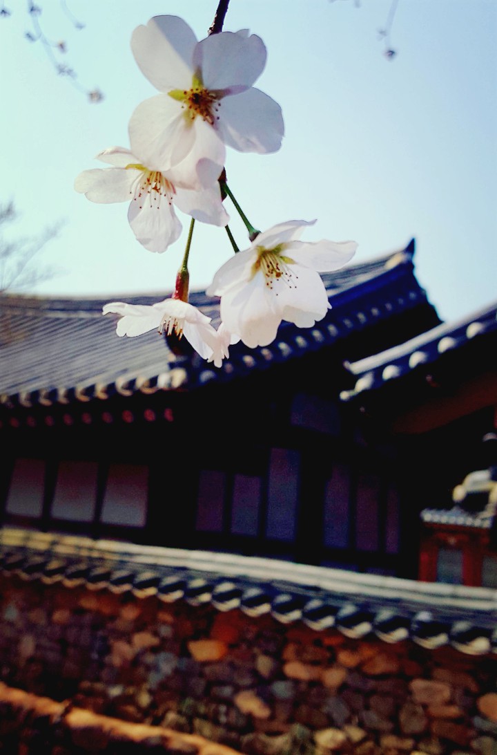 spring flower