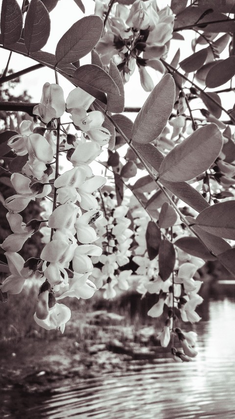 Acacia