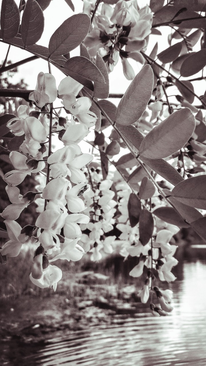 Acacia