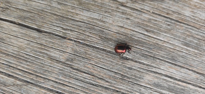 insect