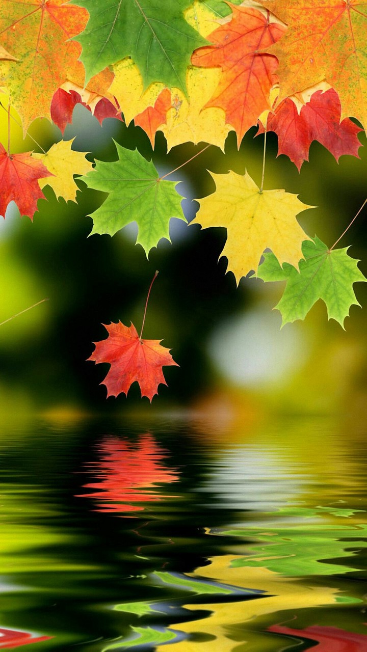 Leaf