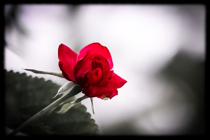 Red rose