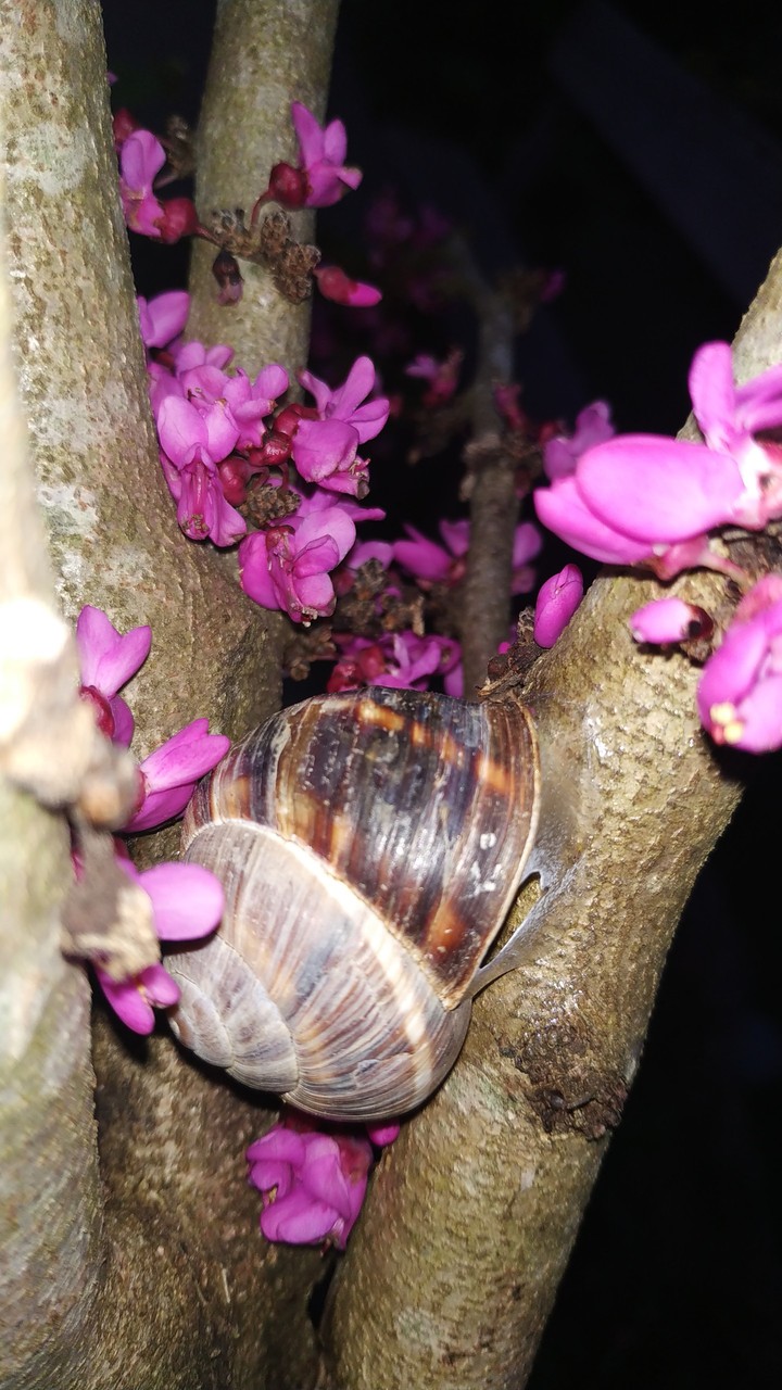 Snail