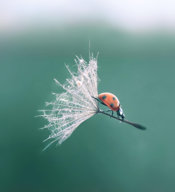 dandelion
