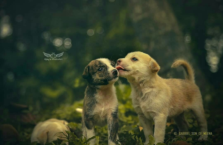 cuties