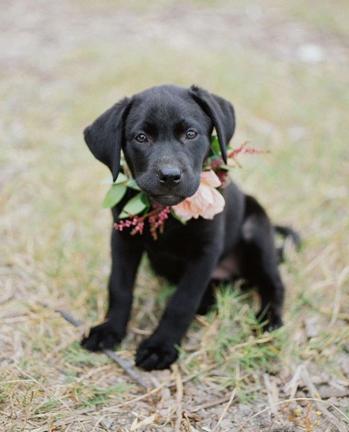 sweet dog