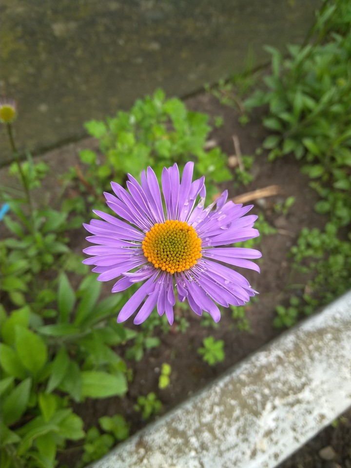 purple flowers ?