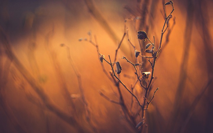 trees