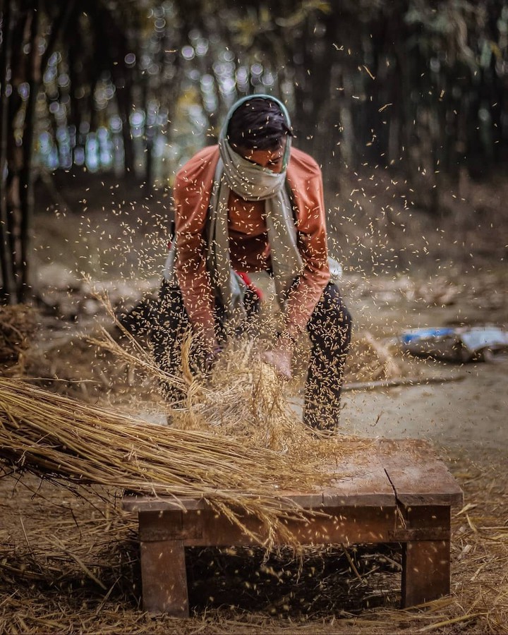 farmar