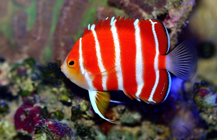 aquarium