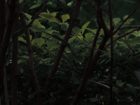 dark plants