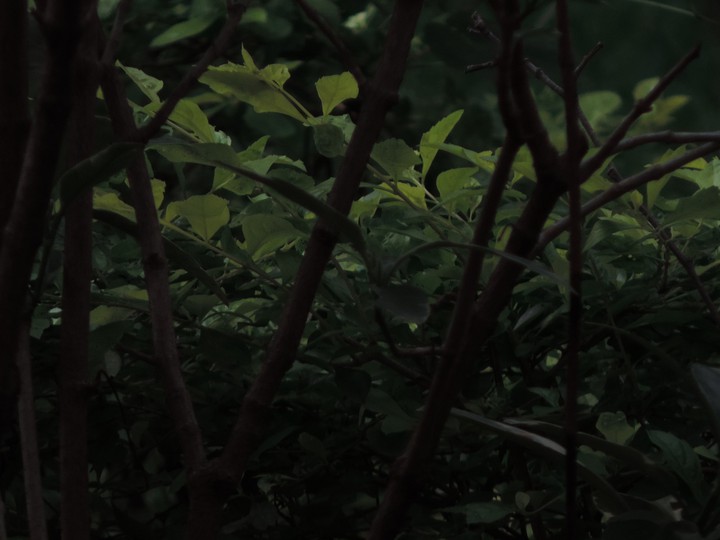 dark plants