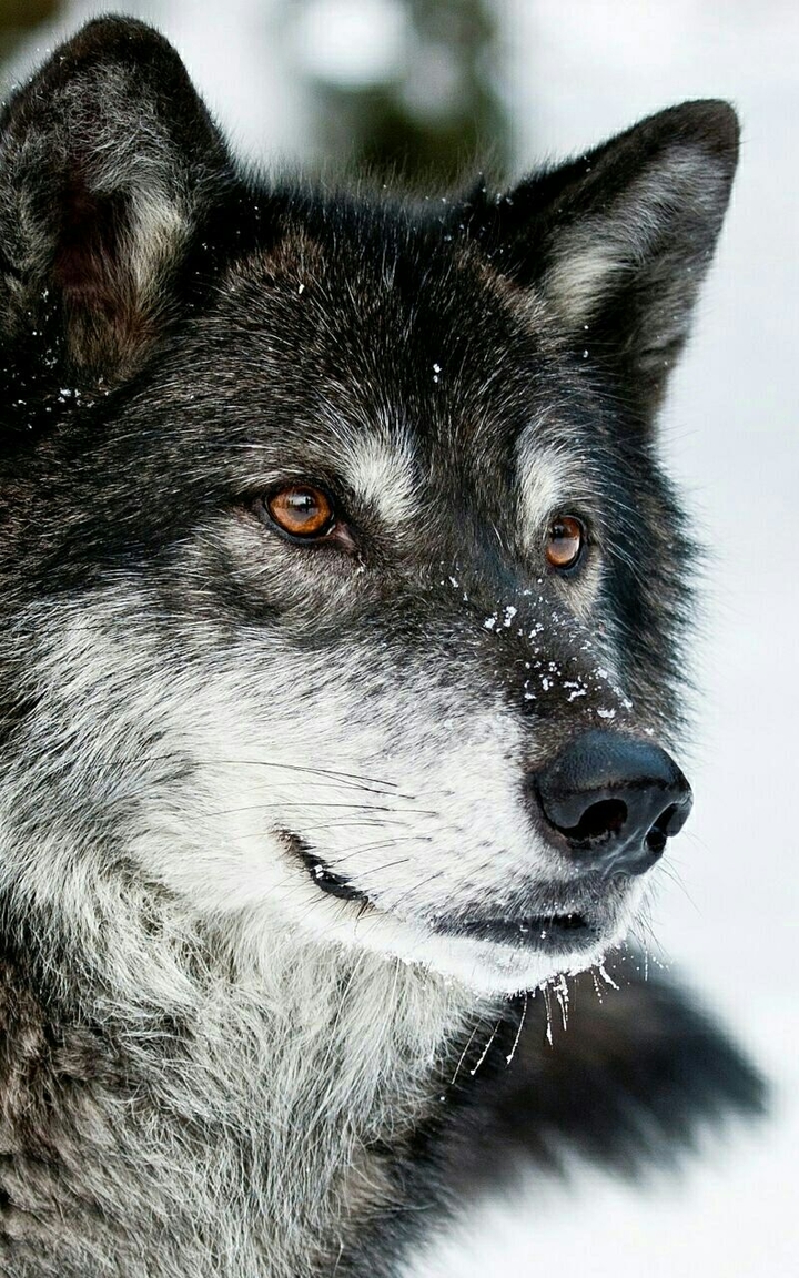 wolf