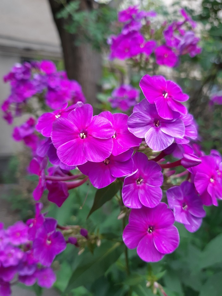 Beautiful Flowers ^_^
