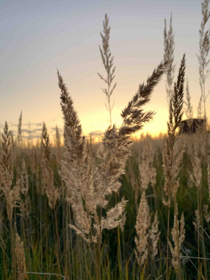 field