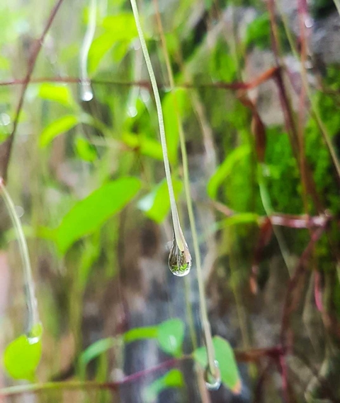 rain...