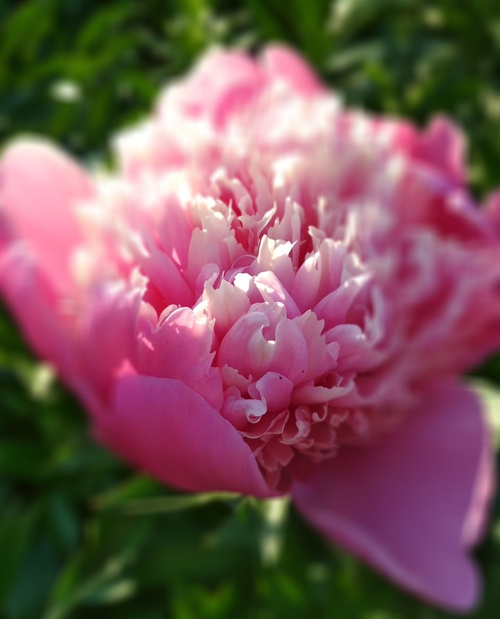 pinki flower