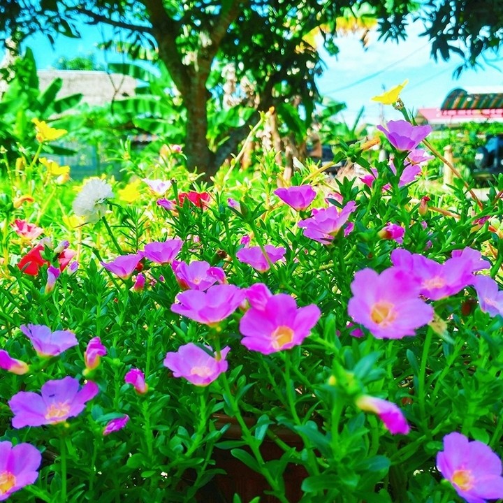 purple