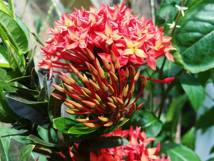 Red flowers