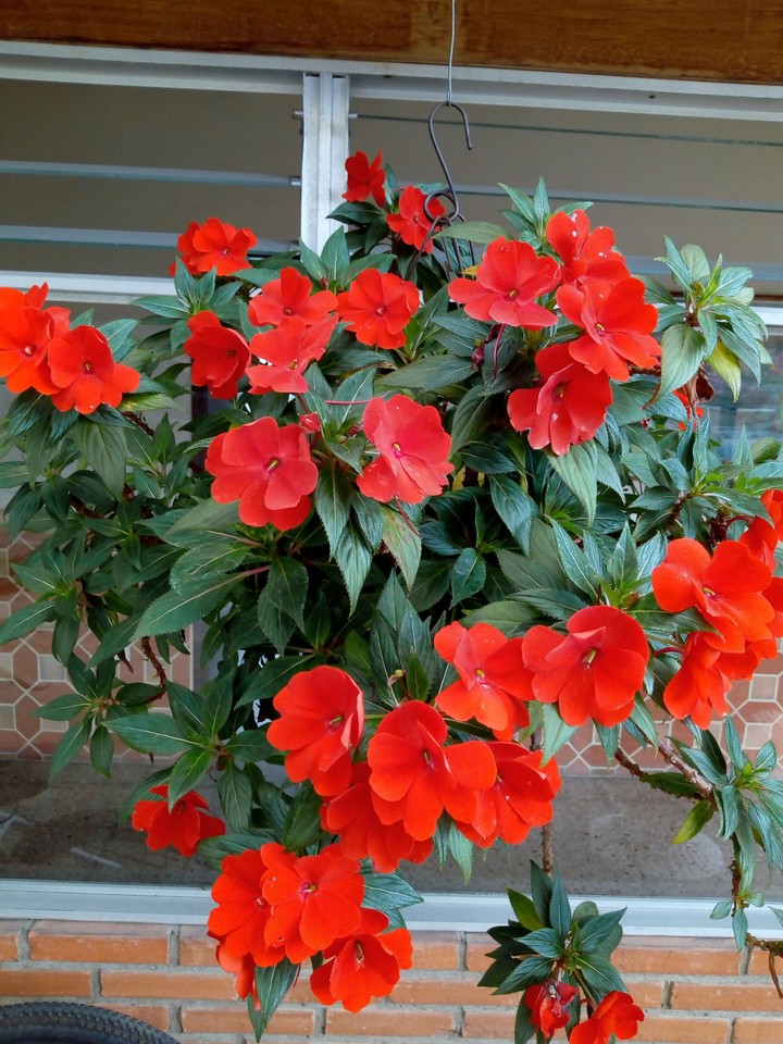 Flores apasionantes.