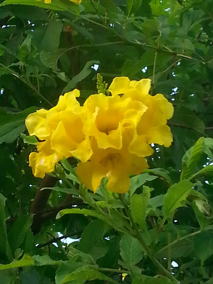 flowers of nature
