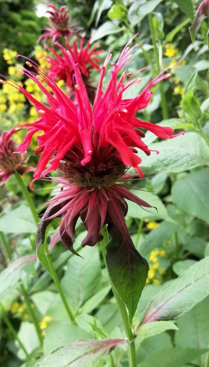 flowers