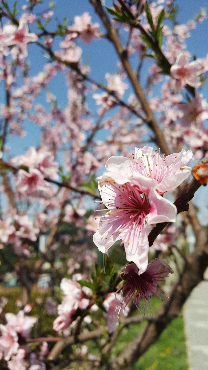 Spring